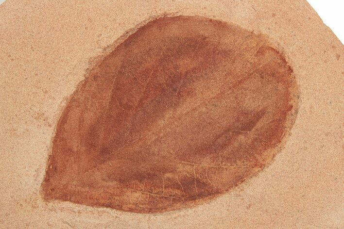 Red Fossil Hickory Leaf (Carya) - Montana #188960